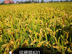 �ž�Ŵ631-Ŵ���N��-�|���r(n��ng)�I(y��)