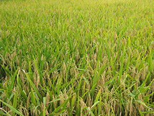 ��9507-ˮ���N��-����N�I(y��)