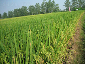 ����1̖(h��o)-ˮ���N��-����N�I(y��)