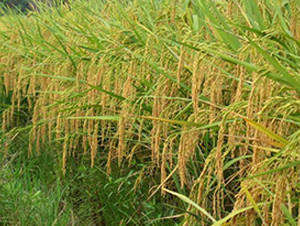 �σɃ�(y��u)2̖(h��o)-ˮ���N��-����N�I(y��)