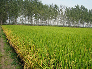 �σ�(y��u)ռ-ˮ���N��-����N�I(y��)