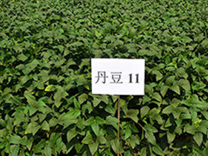 ����11̖(h��o)-�󶹷N��-����N�I(y��)