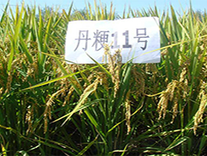 ����11̖(h��o)-ˮ���N��-����N�I(y��)