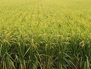 ����20̖(h��o)-ˮ���N��-����N�I(y��)