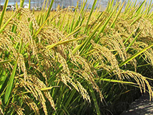 ����17̖(h��o)-ˮ���N��-����N�I(y��)