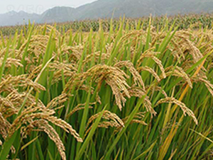 ����19-ˮ���N��-����N�I(y��)