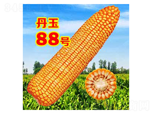 ����88̖-���׷N��-����N�I(y��)