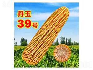 ����39̖-���׷N��-����N�I(y��)