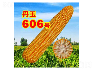 ����606̖-���׷N��-����N�I(y��)