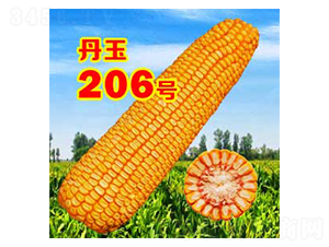 ����206̖-���׷N��-����N�I(y��)