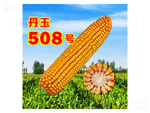 ����508̖(h��o)-���׷N��-����N�I(y��)