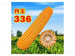 ����336-���׷N��-����N�I(y��)