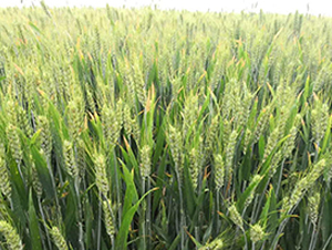 ݆�x146-С���N��-������