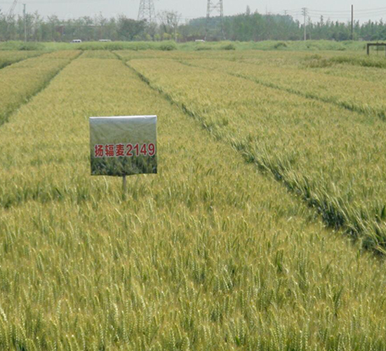 �P(y��ng)ݗ��9̖-С���N��-������