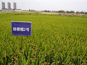 �P(y��ng)��Ŵ2̖(h��o)-ˮ���N��-������