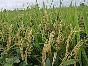 �P(y��ng)��(y��u)��ռ-ˮ���N��-������