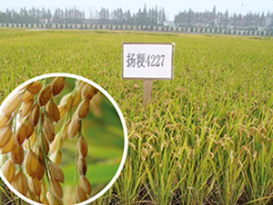 �P(y��ng)��4227-ˮ���N��-������