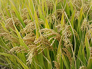 �P(y��ng)��805-ˮ���N��-������