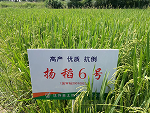 �P(y��ng)��6̖(h��o)-ˮ���N��-������