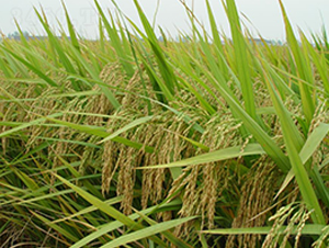 �S��(y��u)��ռ-ˮ���N��-������