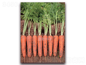 �B�t��̖-���}���N��-�B���r(n��ng)�I(y��)