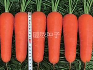 �B�t��̖-���}���N��-�B���r(n��ng)�I(y��)