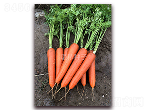 �B�t�ߴ�-���}���N��-�B���r(n��ng)�I(y��)