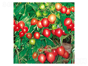 С����-���ѷN��-�G����