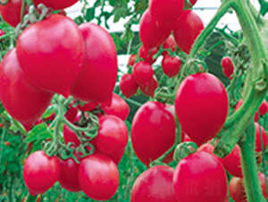 ����-���ѷN��-�G����