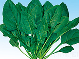 �ձ�������~����-���˷N��-�G����