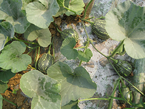 ���y����-�ϹϷN��-���y�ϲ�