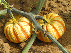 ���401-�ϹϷN��-���y�ϲ�