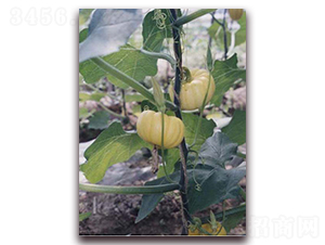 ���101-�ϹϷN��-���y�ϲ�