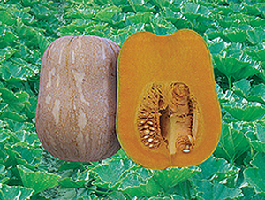 ����5671-�ϹϷN��-���y�ϲ�