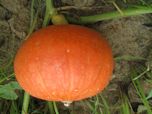 ��������-�ϹϷN��-���y�ϲ�