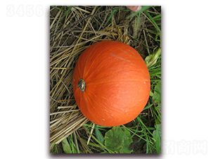 ������̖(h��o)-�ϹϷN��-���y�ϲ�