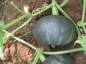 �ھ���̖(h��o)-�ϹϷN��-���y�ϲ�