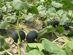 ���y�ھ�-�ϹϷN��-���y�ϲ�