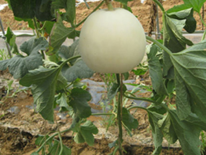 ������3̖(h��o)-��ϷN��-���y�ϲ�