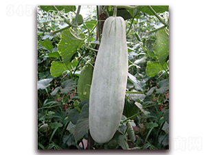 ţ����-��ϷN��-���y�ϲ�