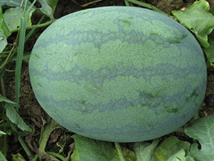 �W���L(f��ng)��-���ϷN��-���y�ϲ�