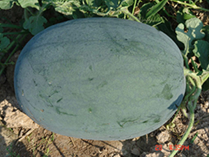 ��ތ�-���ϷN��-���y�ϲ�