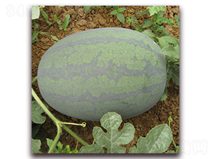 ���y�t����-���ϷN��-���y�ϲ�