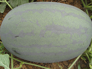 ���S��̖(h��o)-���ϷN��-���y�ϲ�