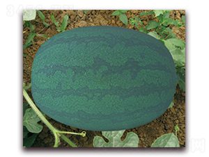 ����ɯ��-���ϷN��-���y�ϲ�