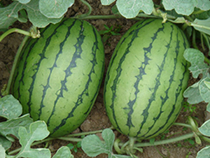 ����t-���ϷN��-���y�ϲ�