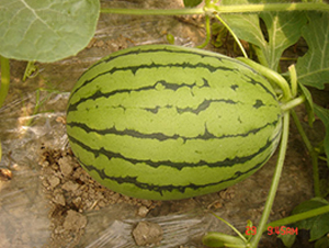 �μ���-���ϷN��-���y�ϲ�