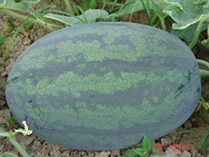 ��������̖(h��o)-���ϷN��-���y�ϲ�