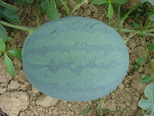 �������̖(h��o)-���ϷN��-���y�ϲ�