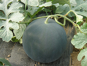 ������һ̖-���ϷN��-���y�ϲ�